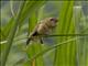 Ruddy-breasted Seedeater (Sporophila minuta)