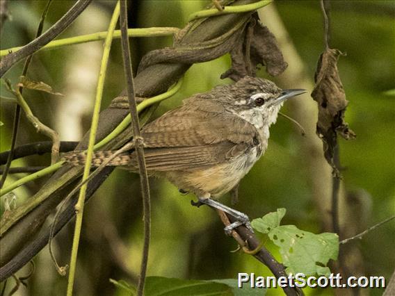 Isthmian Wren (Cantorchilus elutus)