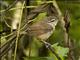 Isthmian Wren (Cantorchilus elutus)