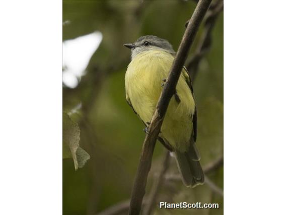 Yellow-crowned Tyrannulet (Tyrannulus elatus)