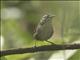 White-breasted Wood-Wren (Henicorhina leucosticta)