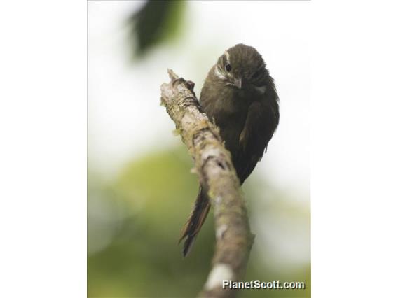 Northern Plain Xenops (Xenops mexicanus)