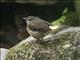 Buff-rumped Warbler (Myiothlypis fulvicauda)