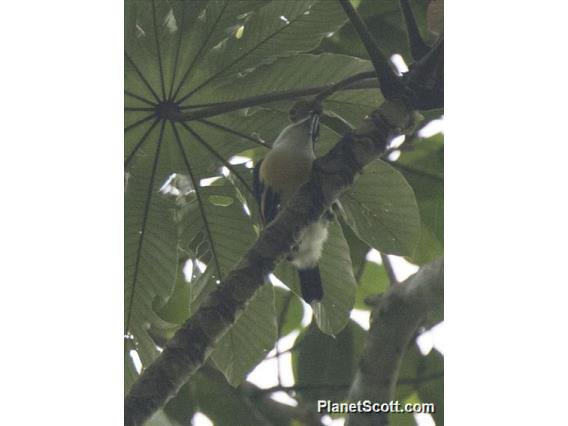 Spot-crowned Barbet (Capito maculicoronatus)