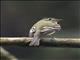 Acadian Flycatcher (Empidonax virescens)