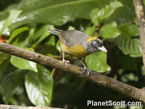 Dusky-faced Tanager (Mitrospingus cassinii)