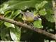 Dusky-faced Tanager (Mitrospingus cassinii)