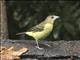 Flame-rumped Tanager (Ramphocelus flammigerus) - Female