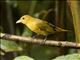 Summer Tanager (Piranga rubra) - Female