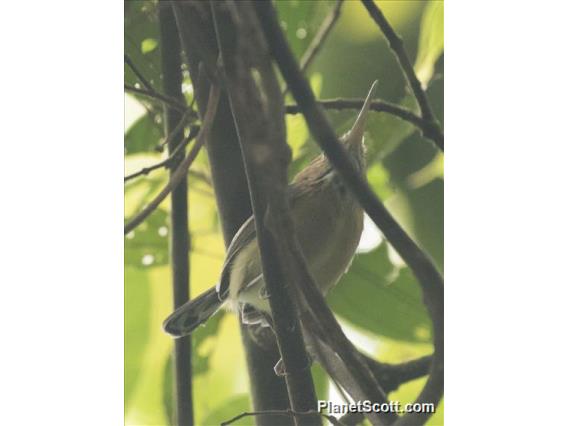 Long-billed Gnatwren (Ramphocaenus melanurus)