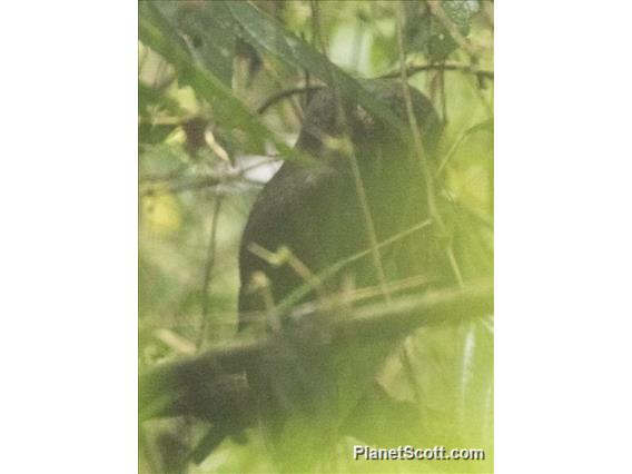 Mottled Owl (Strix virgata)