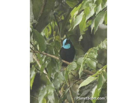 Scarlet-thighed Dacnis (Dacnis venusta)