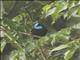 Scarlet-thighed Dacnis (Dacnis venusta)