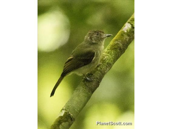 Sepia-capped Flycatcher (Leptopogon amaurocephalus)