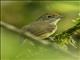 Plain Antvireo (Dysithamnus mentalis) - Female