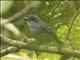 Plain Antvireo (Dysithamnus mentalis)