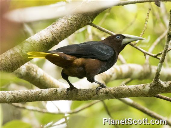 Chestnut-headed Oropendola (Psarocolius wagleri)