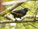 Chestnut-headed Oropendola (Psarocolius wagleri)