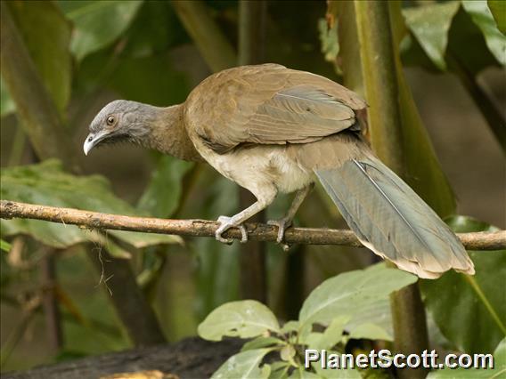 Gray-headed Chachalaca (Ortalis cinereiceps)