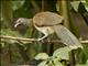 Gray-headed Chachalaca (Ortalis cinereiceps)