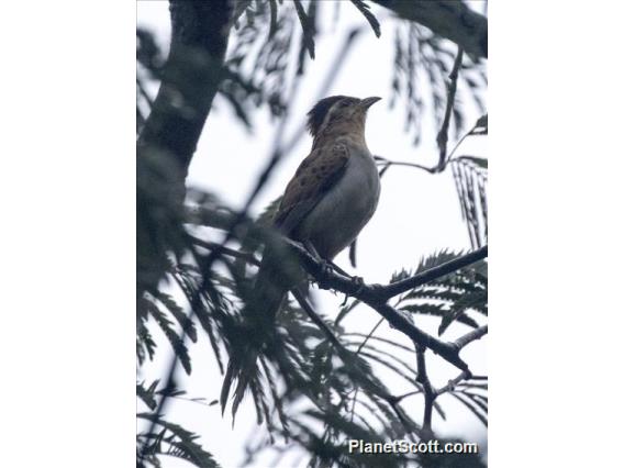 Striped Cuckoo (Tapera naevia)