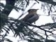 Striped Cuckoo (Tapera naevia)