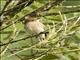 Bran-colored Flycatcher (Myiophobus fasciatus)