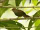 Red-faced Spinetail (Cranioleuca erythrops)