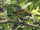 Silver-throated Tanager (Tangara icterocephala)