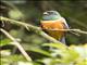 Orange-bellied Trogon (Trogon collaris aurantiiventris)