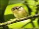 White-throated Spadebill (Platyrinchus mystaceus)