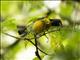 Tawny-capped Euphonia (Euphonia anneae)