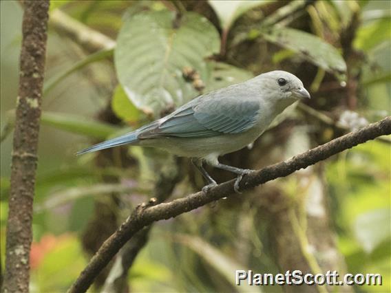 Blue-gray Tanager (Thraupis episcopus)