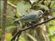 Blue-gray Tanager (Thraupis episcopus)