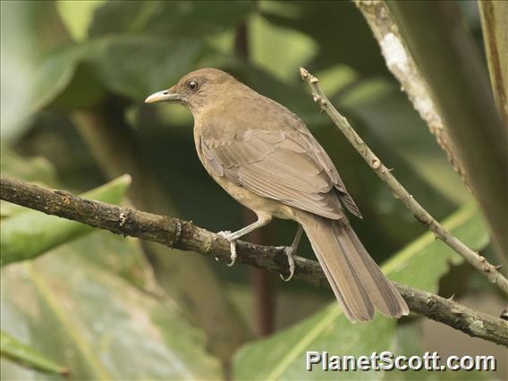 Clay-colored Thrush (Turdus grayi)