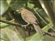 Clay-colored Thrush (Turdus grayi)