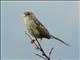 Wedge-tailed Grass-Finch (Emberizoides herbicola)