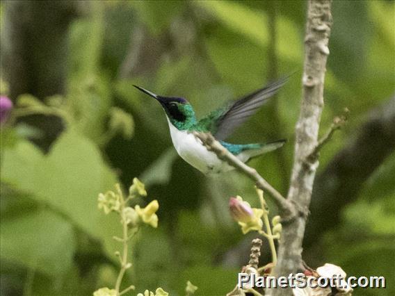 Purple-crowned Fairy (Heliothryx barroti)