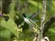 Purple-crowned Fairy (Heliothryx barroti)