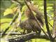 Neotropical Red Squirrel (Sciurus granatensis)