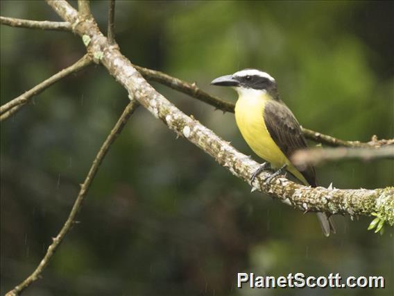 Boat-billed Flycatcher (Megarynchus pitangua)