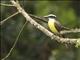 Boat-billed Flycatcher (Megarynchus pitangua)