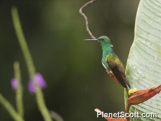 Snowy-bellied Hummingbird (Saucerottia edward)