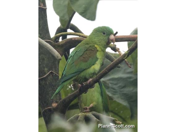 Orange-chinned Parakeet (Brotogeris jugularis)