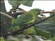 Orange-chinned Parakeet (Brotogeris jugularis)