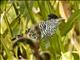 Barred Antshrike (Thamnophilus doliatus) - Male