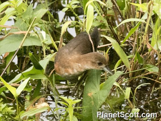 White-throated Crake (Laterallus albigularis)