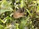 White-throated Crake (Laterallus albigularis)