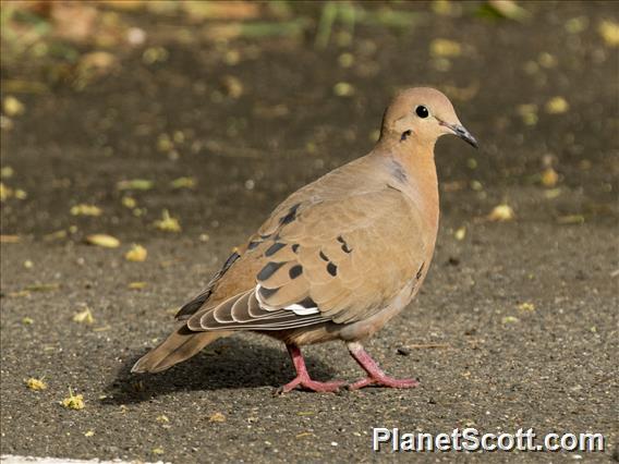 Zenaida Dove (Zenaida aurita)