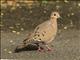 Zenaida Dove (Zenaida aurita)